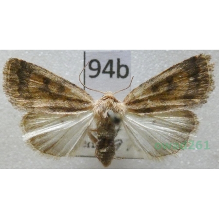Caradrina morpheus (Hufnagel, 1766) Czech94b